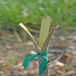 3 Dilim Kabuk Kalem Aşısı Ne Zaman Ve Nasıl Yapılır? 3 Dilim Kabuk Kalem Aşısı Ne Zaman Ve Nasıl Yapılır?