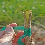 3 Dilim Kabuk Kalem Aşısı Ne Zaman Ve Nasıl Yapılır? 3 Dilim Kabuk Kalem Aşısı Ne Zaman Ve Nasıl Yapılır?