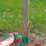 3 Dilim Kabuk Kalem Aşısı Ne Zaman Ve Nasıl Yapılır? 3 Dilim Kabuk Kalem Aşısı Ne Zaman Ve Nasıl Yapılır?