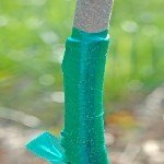 3 Dilim Kabuk Kalem Aşısı Ne Zaman Ve Nasıl Yapılır? 3 Dilim Kabuk Kalem Aşısı Ne Zaman Ve Nasıl Yapılır?