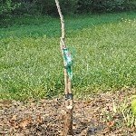 3 Dilim Kabuk Kalem Aşısı Ne Zaman Ve Nasıl Yapılır? 3 Dilim Kabuk Kalem Aşısı Ne Zaman Ve Nasıl Yapılır?