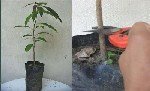 Yarma Aşı Tekniğiyle Mango Aşılama Ne Zaman Ve Nasıl Yapılır?
