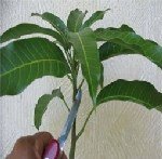 Yarma Aşı Tekniğiyle Mango Aşılama Ne Zaman Ve Nasıl Yapılır?