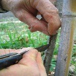 Kayısı Aşılama (T Göz Aşısı Yöntemiyle) Ne Zaman Ve Nasıl Yapılır?