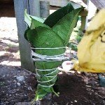 Hurma Aşılama Ne Zaman Ve Nasıl Yapılır? Hurma Aşılama Ne Zaman Ve Nasıl Yapılır?