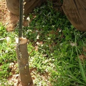 Kakma Aşı Nasıl Yapılır?