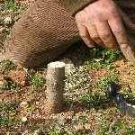 Kakma Aşı Nasıl Yapılır?