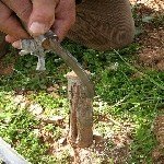 Kakma Aşı Nasıl Yapılır?