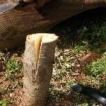 Kakma Aşı Nasıl Yapılır?