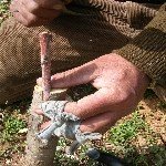 Kakma Aşı Nasıl Yapılır?