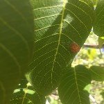 Ceviz Gal Yaprak Akarı Nedir? Zararları Ve Mücadele Yöntemleri