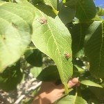 Ceviz Gal Yaprak Akarı Nedir? Zararları Ve Mücadele Yöntemleri