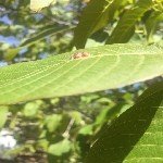 Ceviz Gal Yaprak Akarı Nedir? Zararları Ve Mücadele Yöntemleri