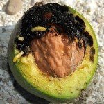 Ceviz Yeşil Sineği Nedir? Zararları Ve Mücadele Yöntemleri Ceviz Yeşil Sineği Nedir? Zararları Ve Mücadele Yöntemleri