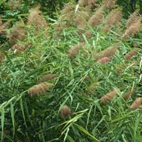 Kamış Otu Nedir? Kamış Otu Nedir?