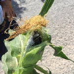 Mısır Rastığı Hastalığı Belirtileri, Nedenleri Ve Mücadele Yöntemleri