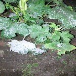 Kabakgillerde Külleme Hastalığı Belirtileri, Nedenleri Ve Mücadelesi