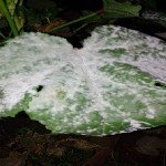 Kabakgillerde Külleme Hastalığı Belirtileri, Nedenleri Ve Mücadelesi