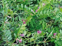 Adi Fiğ Gübreleme Önerileri (Tavsiyeleri)