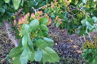 Antep Fıstığı Yetiştiriciliğinde Gübreleme Programı Nasıl Olmalıdır?