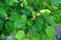 Armut Yetiştiriciliğinde Gübreleme Programı Nasıl Olmalıdır? Armut Yetiştiriciliğinde Gübreleme Programı Nasıl Olmalıdır?