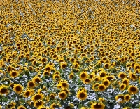 Ayçiçeği Yetiştiriciliğinde Gübreleme Programı Nasıl Olmalıdır?