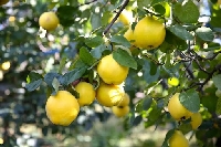 Ayva Yetiştiriciliğinde Gübreleme Programı Nasıl Olmalıdır? Ayva Yetiştiriciliğinde Gübreleme Programı Nasıl Olmalıdır?