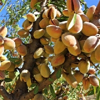 Badem Ağaçlarında Gübreleme Önerileri (Tavsiyeleri)
