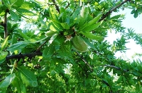 Badem Yetiştiriciliğinde Gübreleme Programı Nasıl Olmalıdır? Badem Yetiştiriciliğinde Gübreleme Programı Nasıl Olmalıdır?