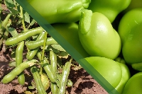 Bakla Gübreleme Önerileri (Tavsiyeleri)