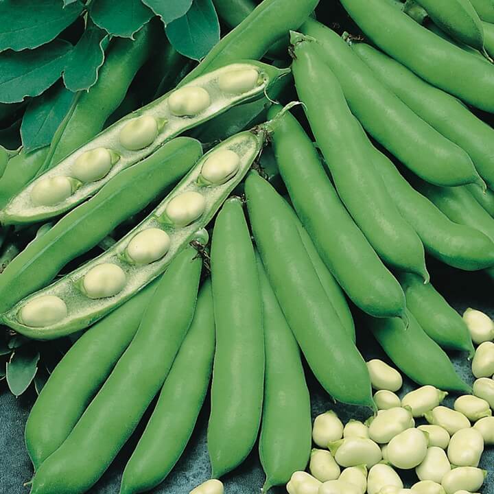 Bakla Yetiştiriciliğinde Gübreleme Programı Nasıl Olmalıdır? Bakla Yetiştiriciliğinde Gübreleme Programı Nasıl Olmalıdır?