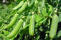 Bezelye Yetiştiriciliğinde Gübreleme Programı Nasıl Olmalıdır? Bezelye Yetiştiriciliğinde Gübreleme Programı Nasıl Olmalıdır?