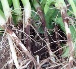 Fasulye Kök Çürüklüğü Hastalığı Belirtileri, Nedenleri Ve Mücadelesi