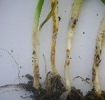 Buğday Ve Arpada Kök Boğazı Çürüklüğü Hast. Belirlileri Ve Mücadelesi