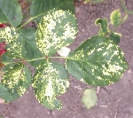 Gül Mozaik Virüsü (Rose Mosaic Virus) Gül Mozaik Virüsü (Rose Mosaic Virus)