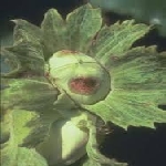 Fındık Bakteriyel Yanıklığı (Xanthomonas Arboricola Pv. Corylina)