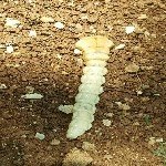 Meyve Ağacı Dipkurtları Nedir? Zararları Ve Mücadele Yöntemleri