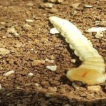 Meyve Ağacı Dipkurtları Nedir? Zararları Ve Mücadele Yöntemleri