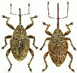 Fındık Kurdu Nedir? Zararları Ve Mücadele Yöntemleri