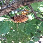 Kayısı Yaprak Delen Hastalığı Belirtileri, Nedenleri Ve Mücadelesi