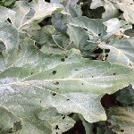 Kabakgillerde Külleme Hastalığı Belirtileri, Nedenleri Ve Mücadelesi