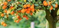 Turunçgillerde Gübreleme Programı Nasıl Olmalıdır?