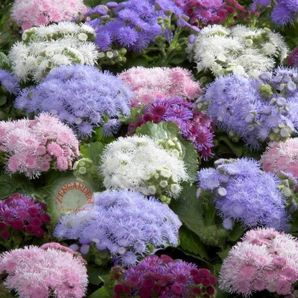 Vapur Dumanı Çiçeği