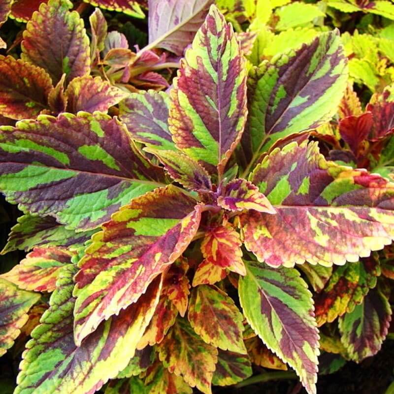 Yaprak Güzeli (Kolyoz)