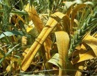 Buğday Pas Hastalıkları Belirtileri, Nedenleri Ve Mücadele Yöntemleri