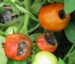 Çiçekburnu Çürüklüğü Belirtileri, Nedenleri Ve Mücadele Yöntemleri