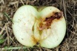 Elma İç Kurdu Nedir? Zararları Ve Mücadele Yöntemleri