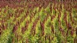 Kinoa (Quinoa) Yetiştiriciliği Nasıl Yapılır?