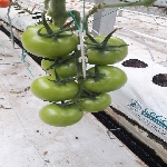 Neden Topraksız Tarım?