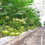 Neden Topraksız Tarım?
